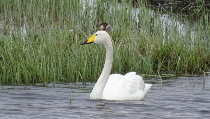 Cygne chanteur